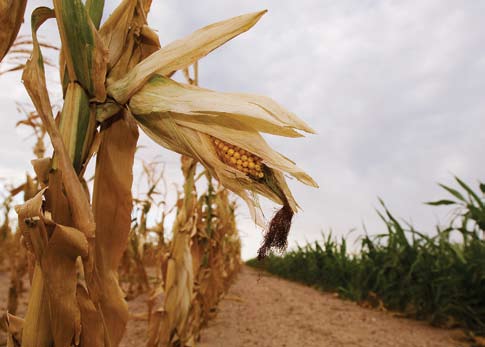 Mature corn in field